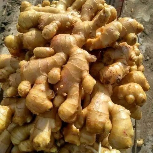Dried Ginger root Slices Jiang jengibre zenzero Tea Ceylon Organic Free shipping