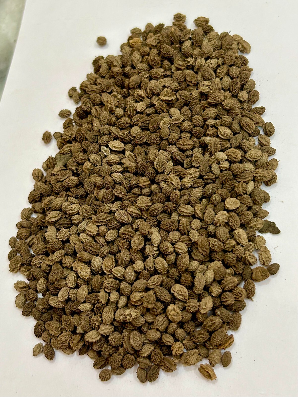 Natural Papaya Seeds,Dried Papaya Seeds, Organic Papaya Seeds,Jadi Buti Papaya