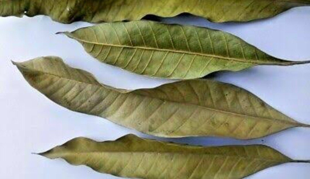 Dried Organic and Healthy 100 Mango Leaves Pure Ayurvedic Wellness by Sri Lanka