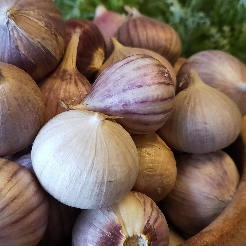 Wild Single Clove, Solo, Monobulb Garlic, Allium Sativum – Medicinal Herbs, gift