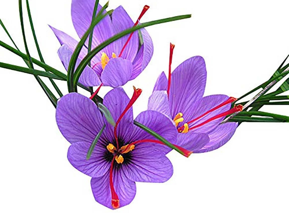50 Saffron Crocus Sativus Corms Bulbs -Large 9 Cm Corms – Instructions Will b…