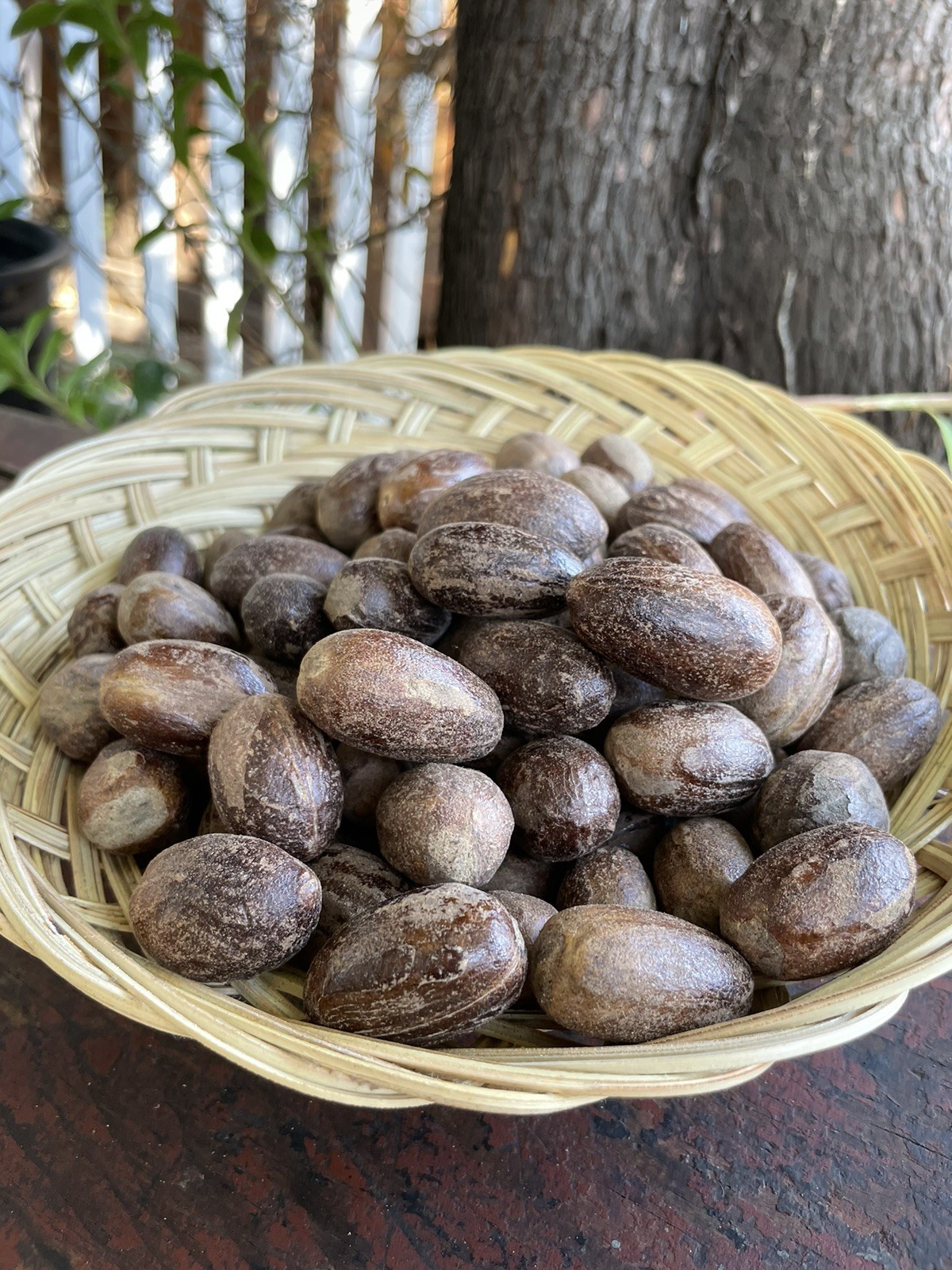 50 Spice Whole Oval Nutmegs In Shell Banda Island Indonesia