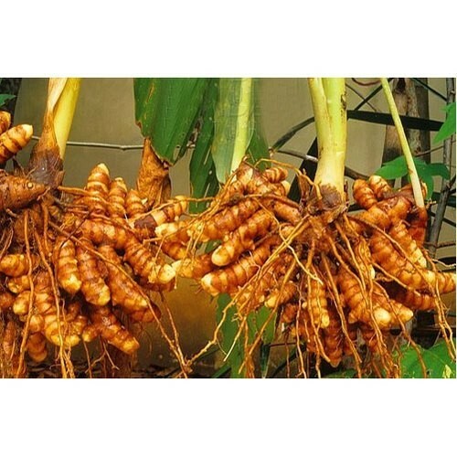 100g TURMERIC POWDER YELLOW CURCUMA POWDER CEYLON NATURAL ORGANIC TURMERIC
