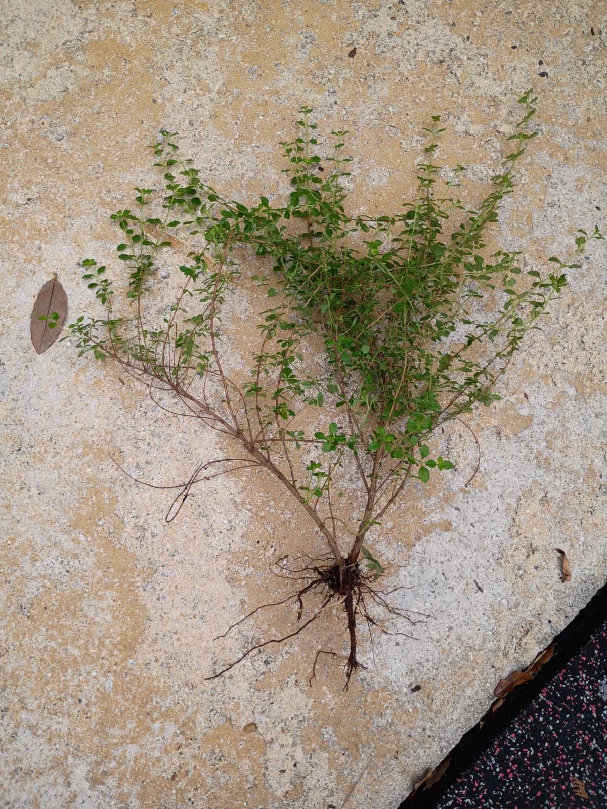 Fresh Organic Creeping Thyme Edible Herb Plant