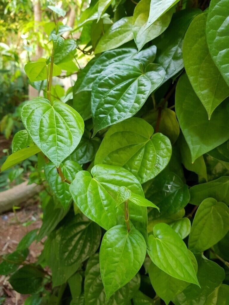 100% Organic Sri Lankan Piper Dried Herbal Betel Leaf Natural Leaves