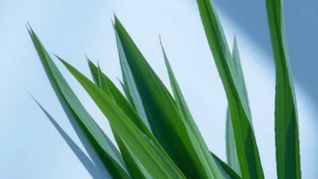 100grams Premium Dried Pandan Leaves – Product of Malaysia
