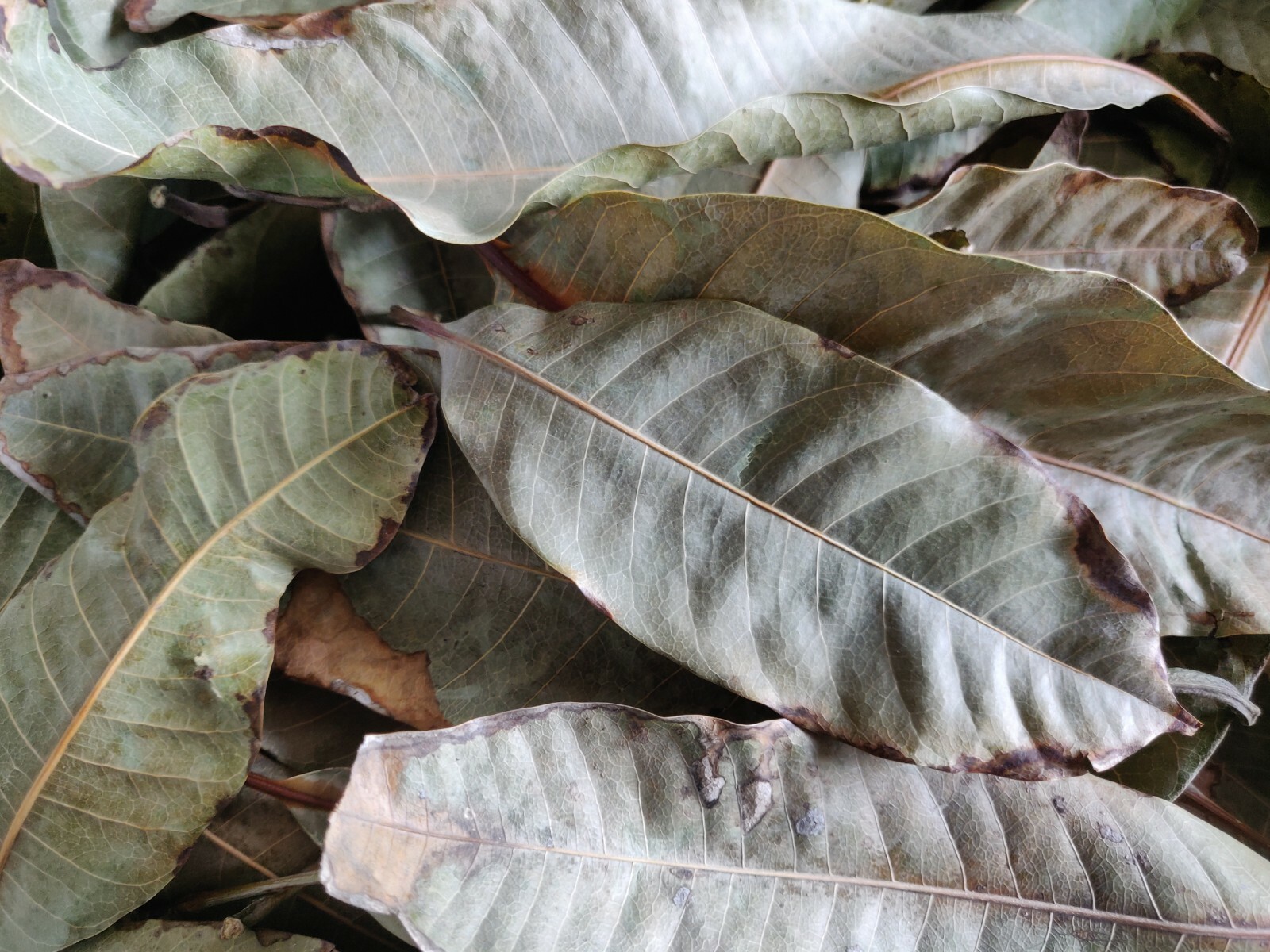 50 HOJAS DE MANGO ORGANICAS SECAS /50 DRY ORGANIC MANGO LEAVES