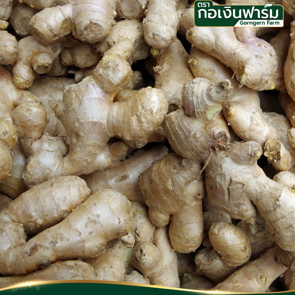 100g Dried Ginger 100% for Cooking Seasoning Spice Drinks Tea Gorngern