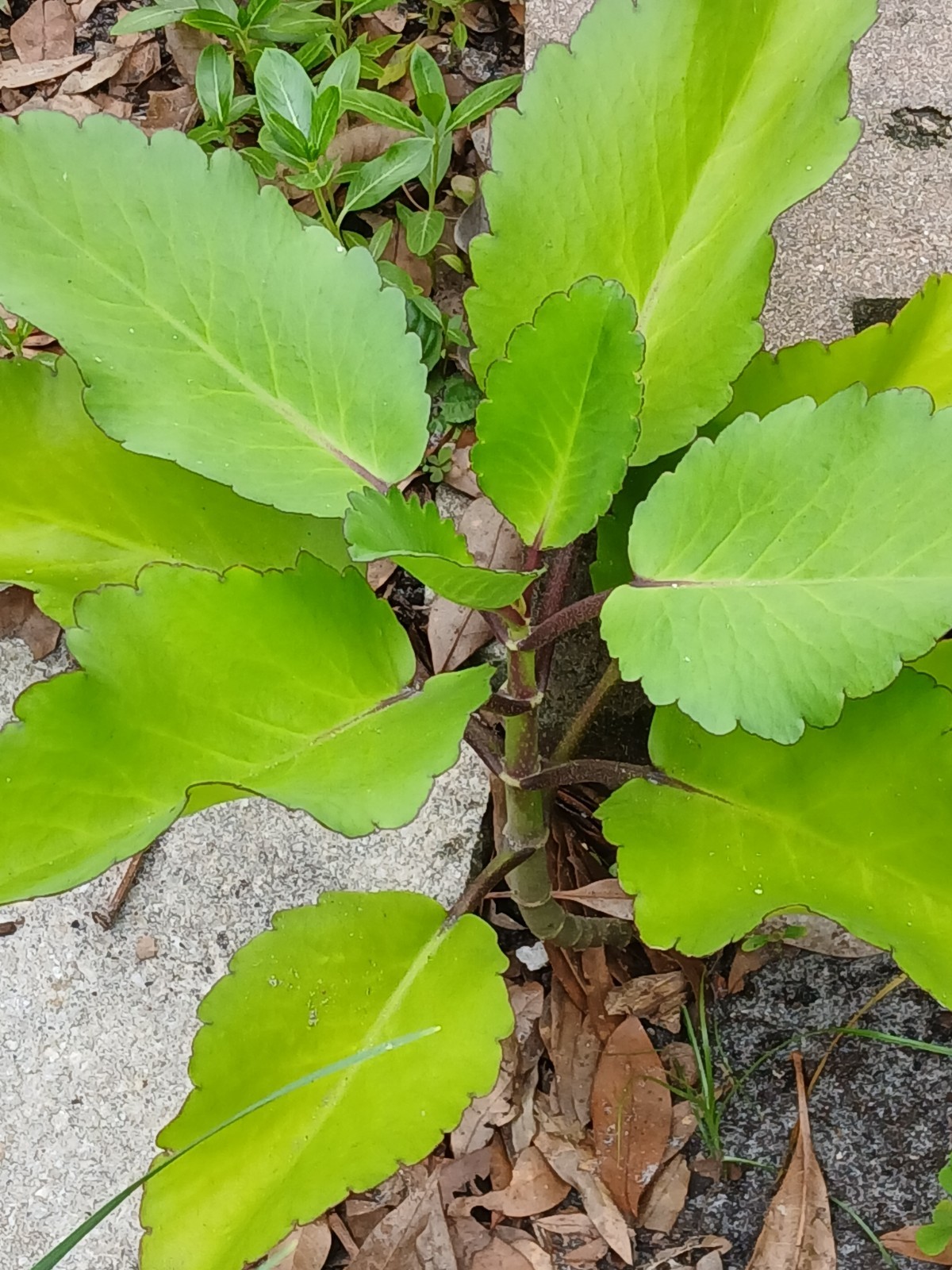 Fresh Leaf of Life / Miracle Leaf Leaves. Grown without Pesticides or Chemicals.