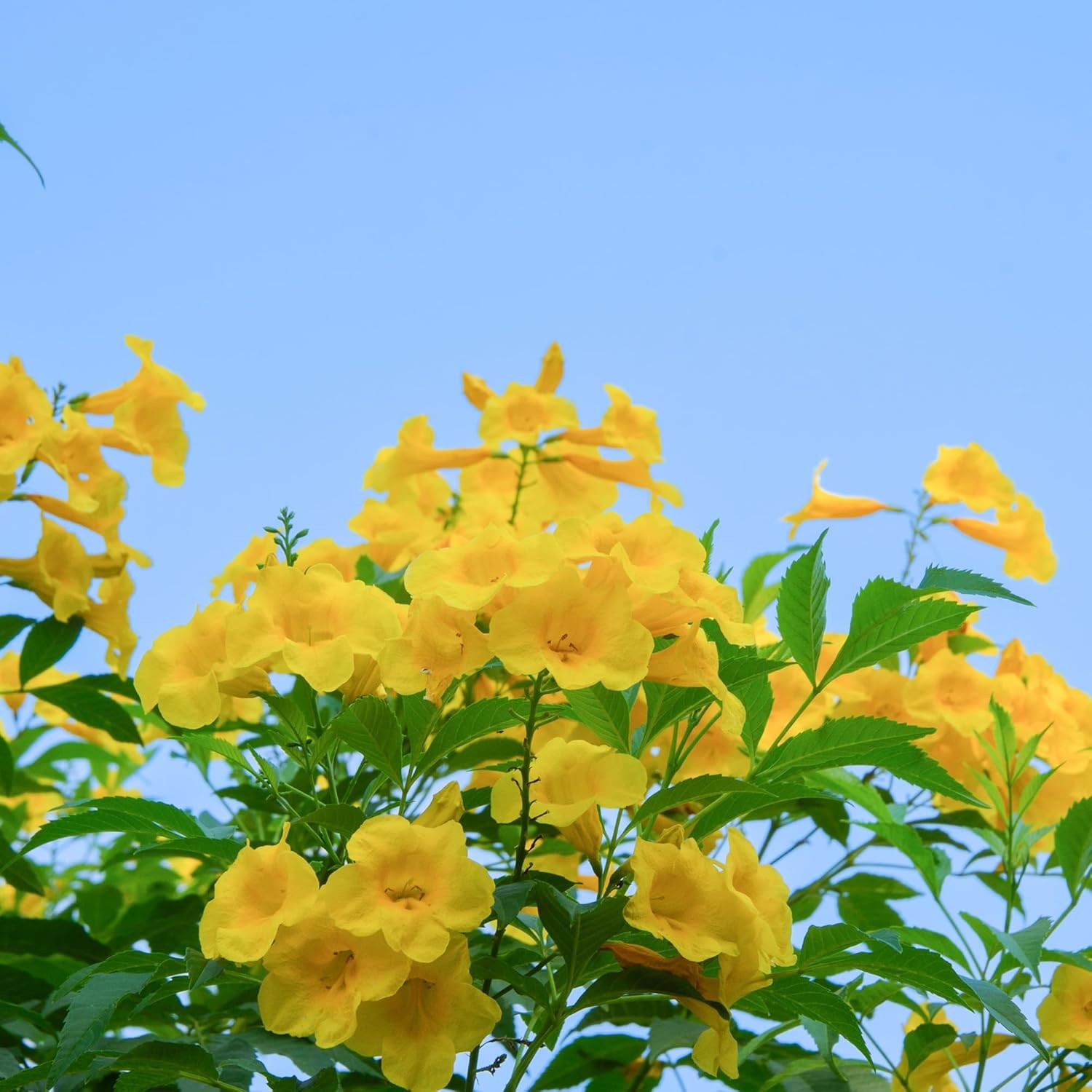 Perfect Plants Yellow Carolina Jessamine 1 Gallon | Live Shrub for Gardens | Fra