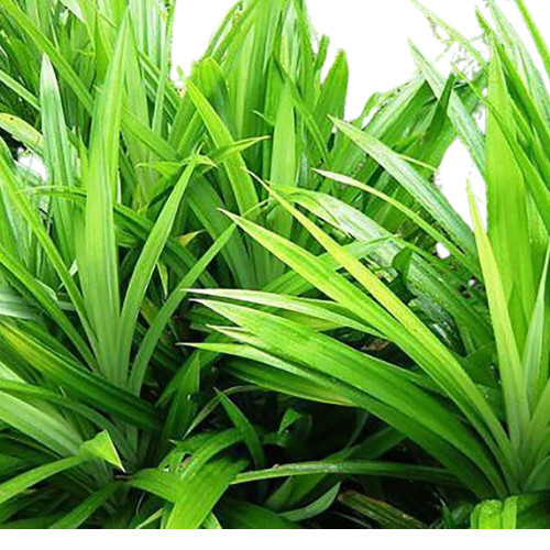 Dried Pandan Leaf/leaves powder Organic Pure Quality Ceylon Spices Free shipping