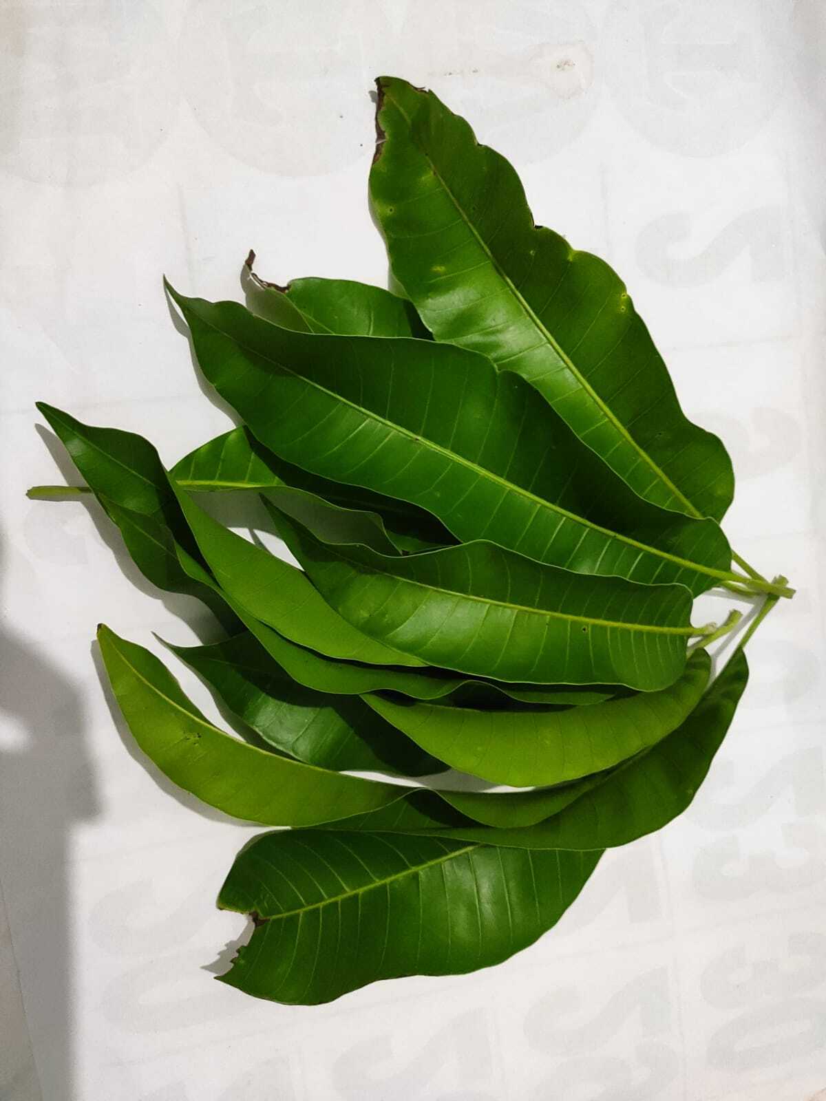 Dried Mango Leaves Natural from Ceylon for a healthy life Organic healthy Tea