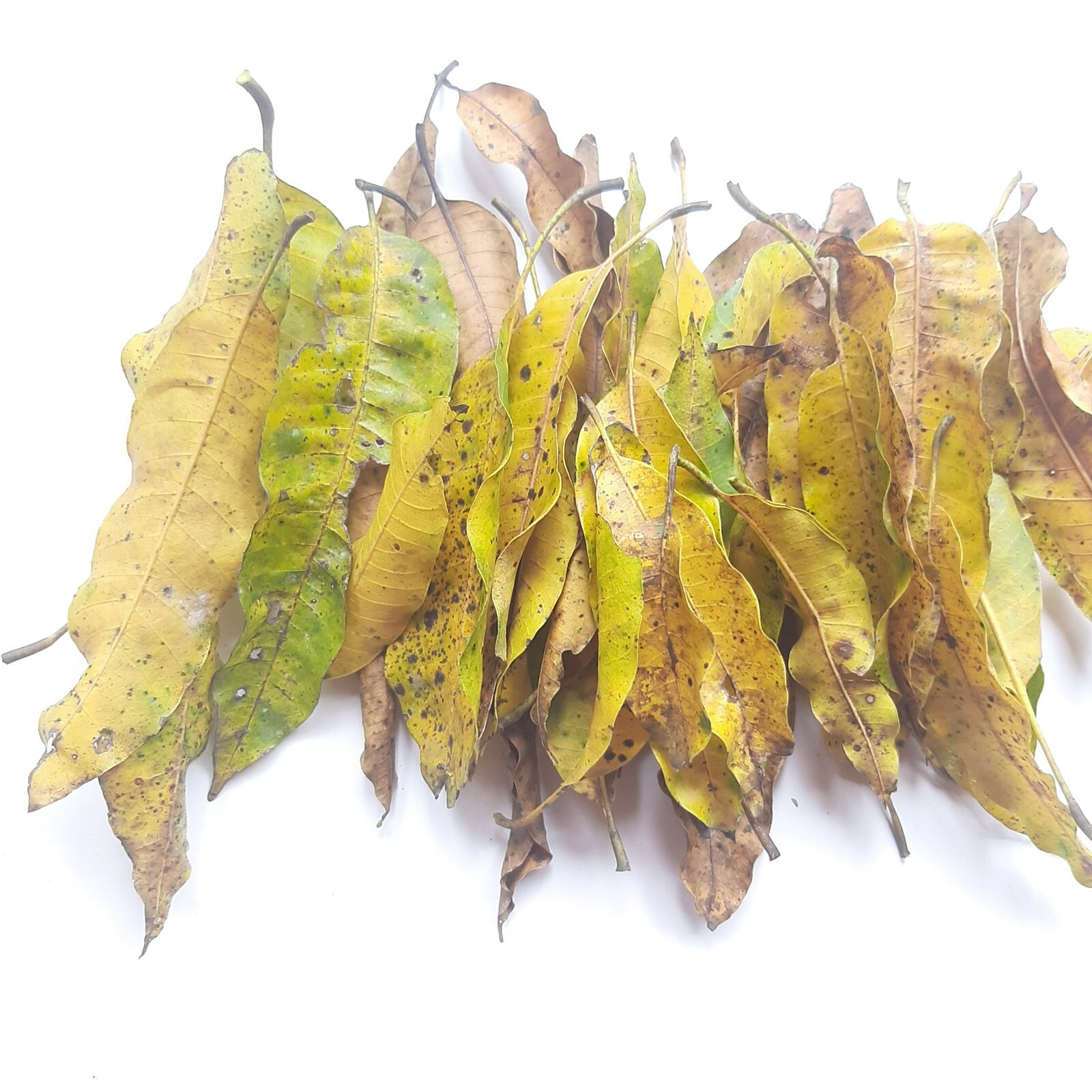 Ceylon Dried Mango Leaves Organic Fresh Medicine Tea Herbal 100% Free Shipping
