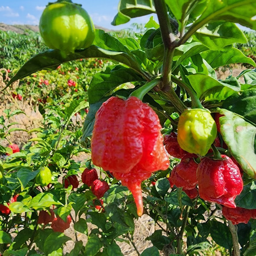 Carolina Reaper & Trinidad Scorpion Pepper Flakes | 1,000,000+ SHU |Free Ship