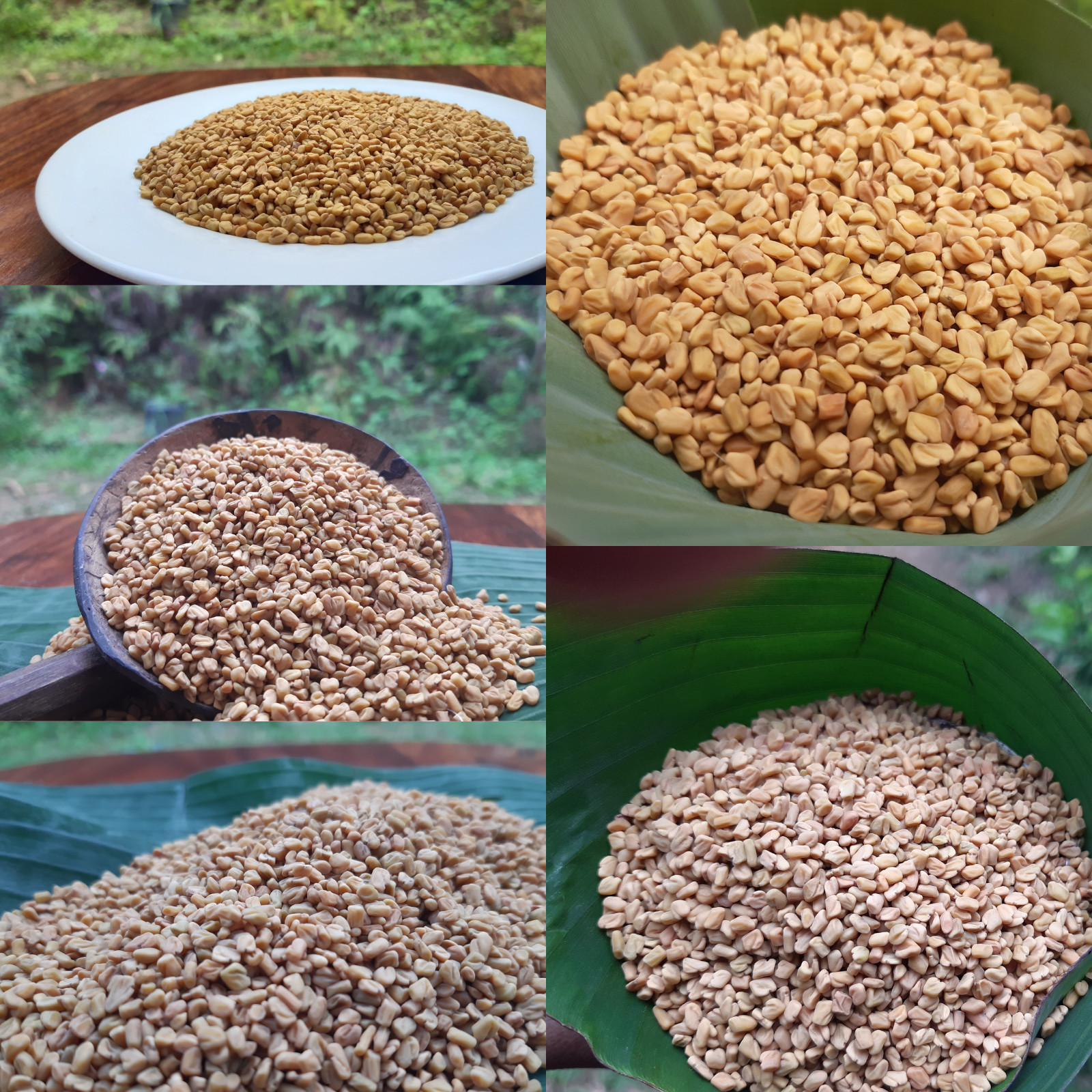 High quality Organic Fenugreek Seeds