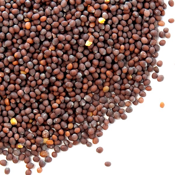 Mustard Seeds, Black | Bulk | Spice Jungle