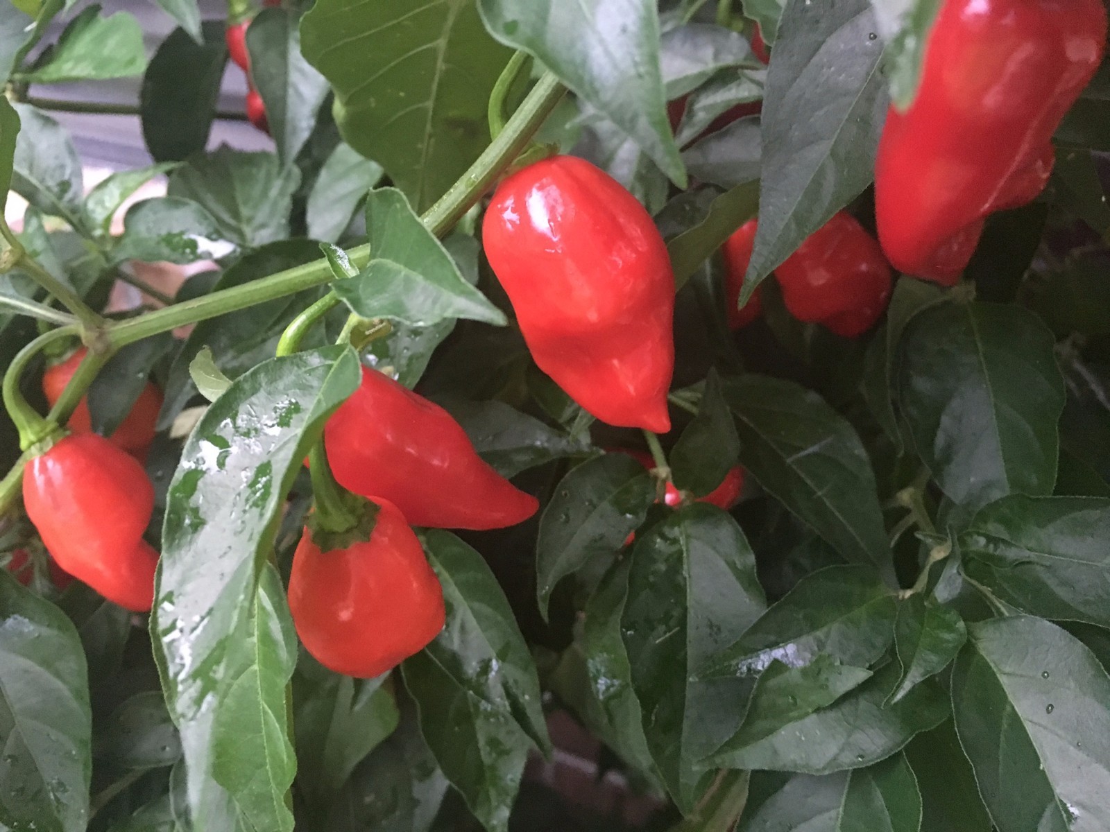 Organic Datil-Habanero Hybrid Heirloom Dried Hot Chili Pepper Florida Seed Pods