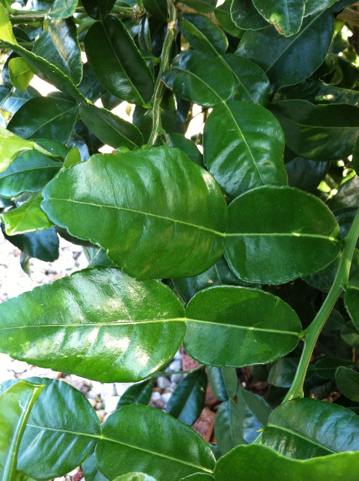 Fresh Kaffir Lime Citrus Hyst Leaves Thai Gourmet Herbs Hand Picked When Order