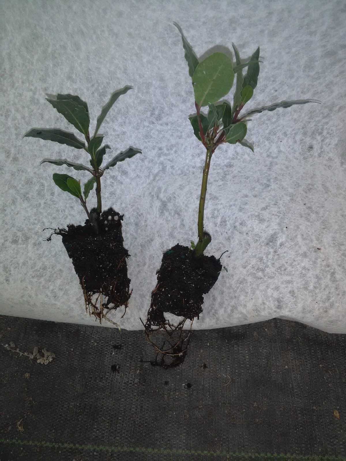 Laurus nobilis – ‘Bay Leaf Tree’ – Bay Laurel one live plant