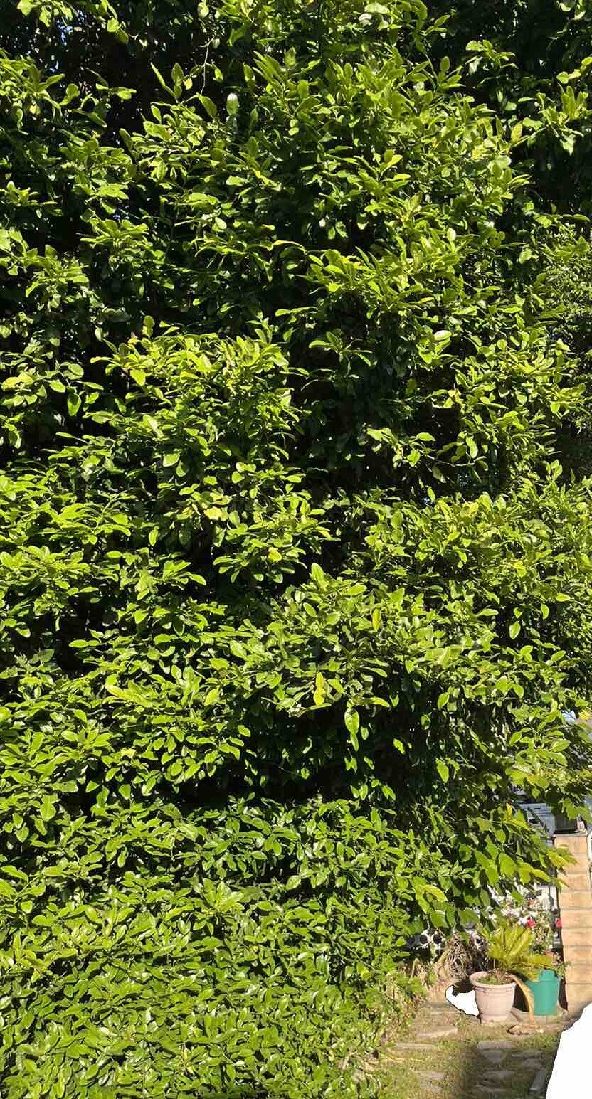 Kaffir Lime Leaves Fresh From Tree 5 OZ