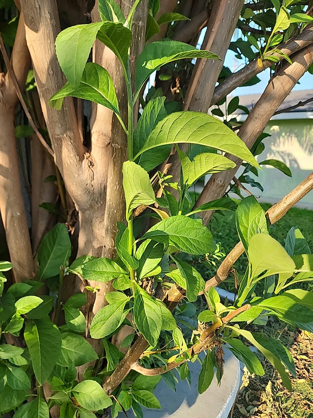 Freshly picked Bitter Leaf, Ewuro, Onugbu, Katu Vernonia amygdalina For Soup
