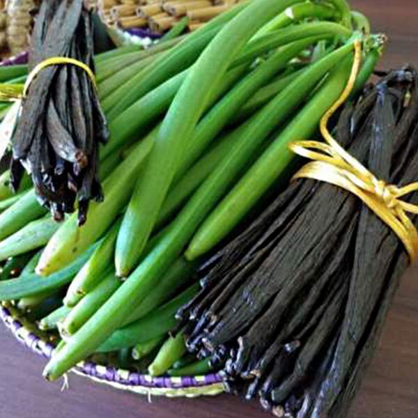 Organic Madagascar Vanilla Planifolia Bourbon Fresh Beans Pods Grade A 15cm-17cm