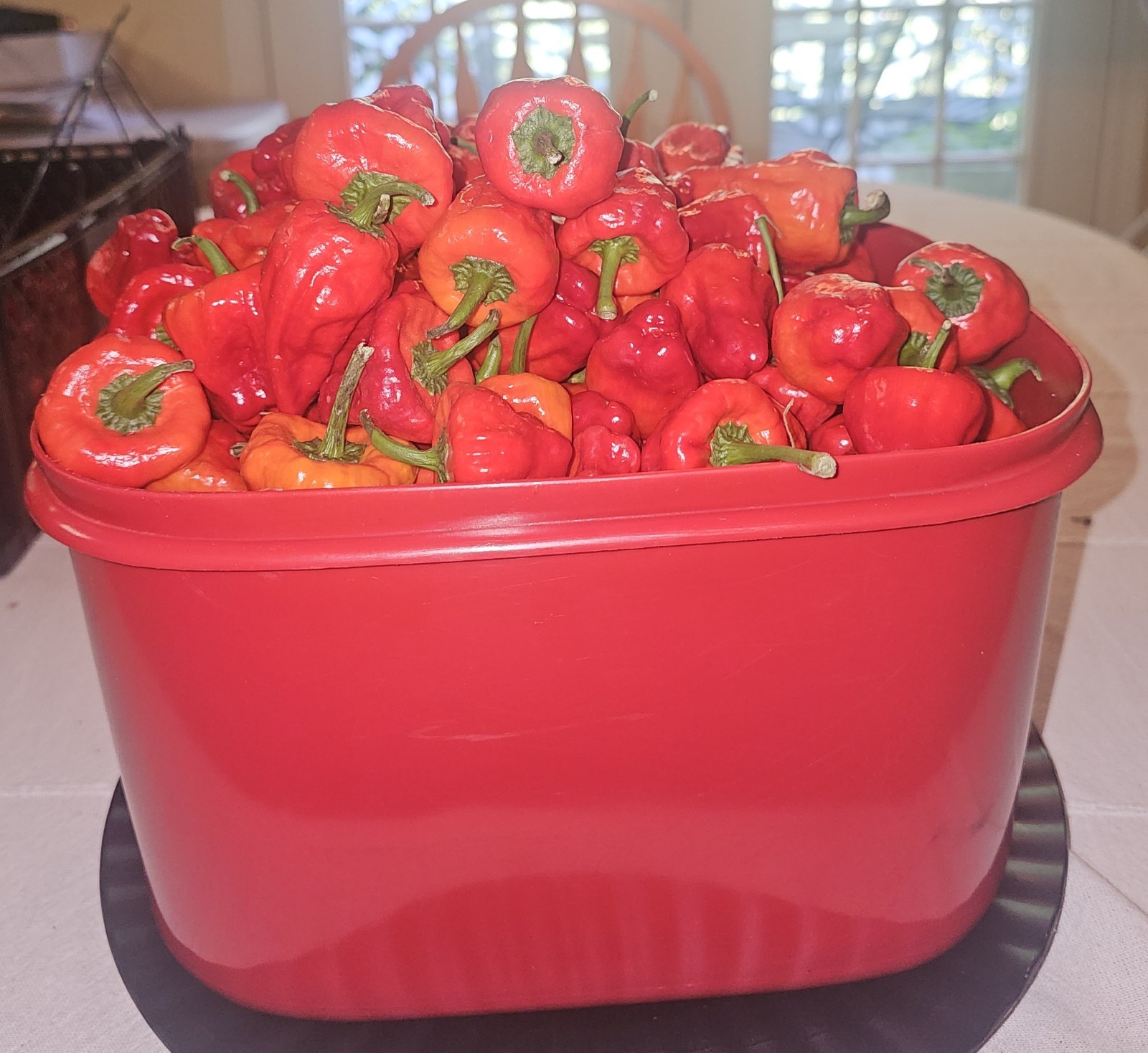 3 Pound Fresh Red Scotch Bonnet Peppers