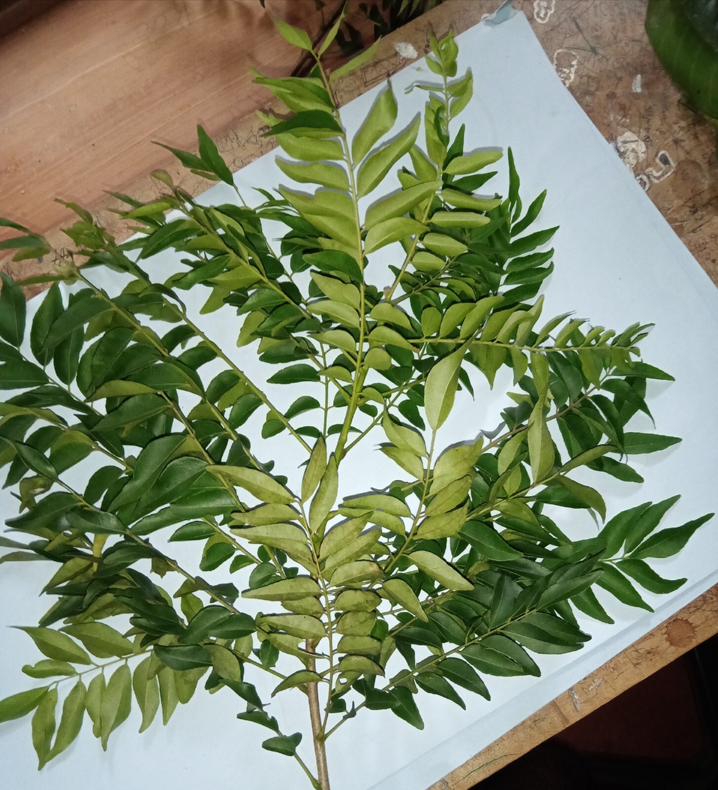 100% Natural Curry Leaves Food Flavoring and Herbal Tea organic 100g