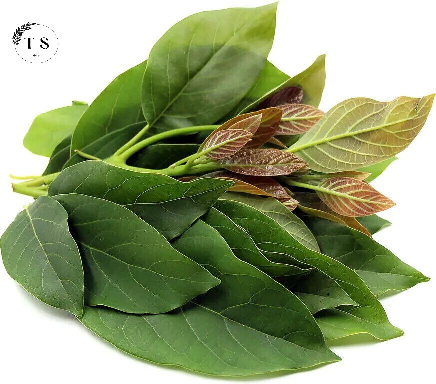 Organic Natural Dried Avocado Leaves 30+ (hojas de Aguacate) 100% Ceylon