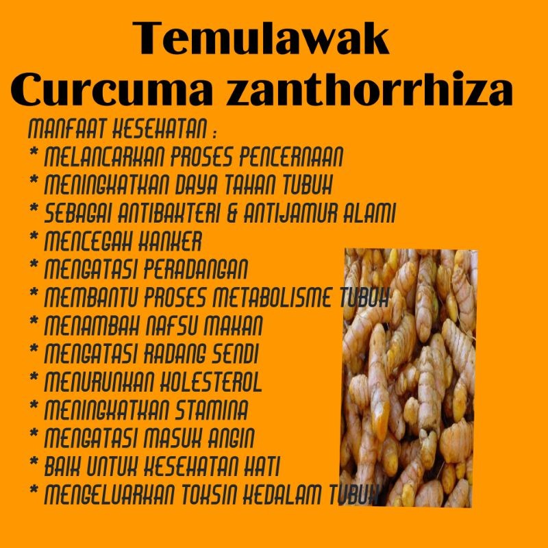 Temulawak Herbal Capsules 100 pcs 600mg turmeric aroma ritual blend