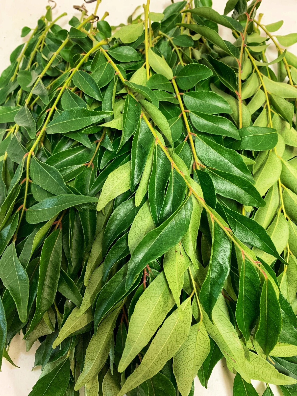 Dried organic Curry Leaves/leaf Natural pure Premium quality Fresh leaf 20g