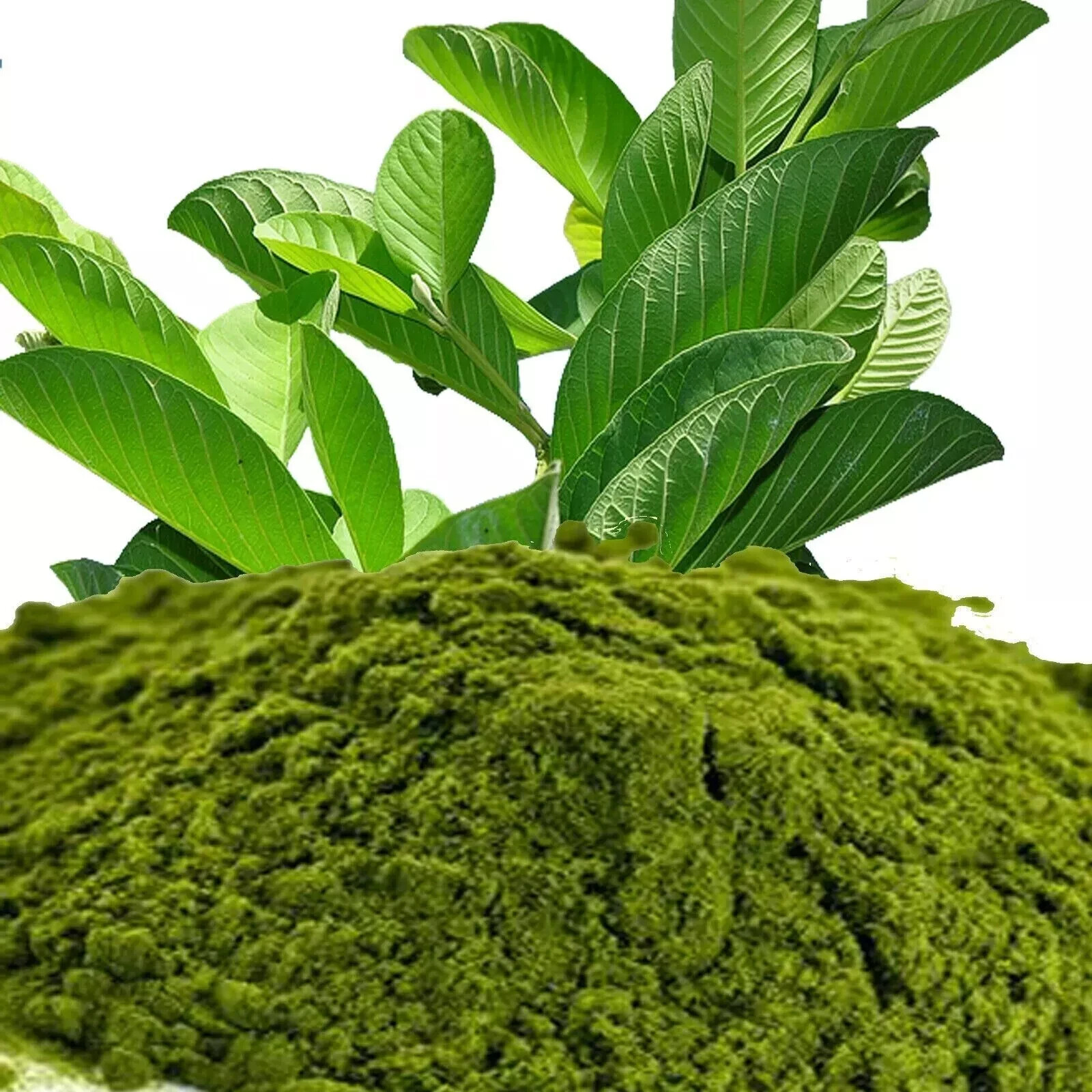 Leaf of Life Powder Bryophyllum pinnatum Miracle Leaf 100G free shipping