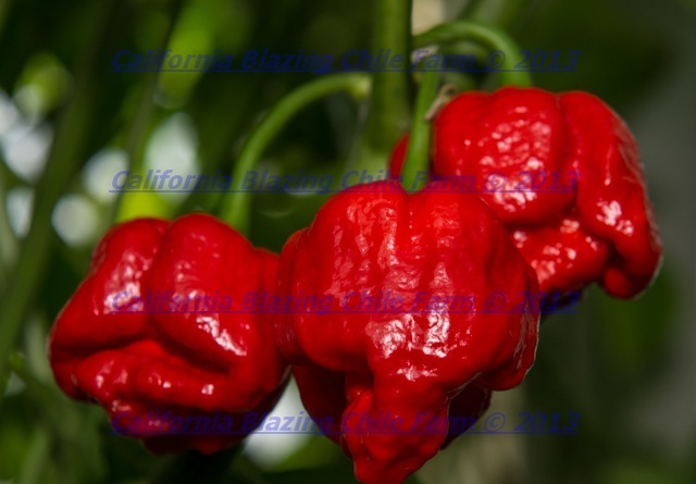 Carolina Reaper/ Moruga Scorpion/ Ghost Pepper PEANUTS~7 OUNCE OF INFERNO NUTS.