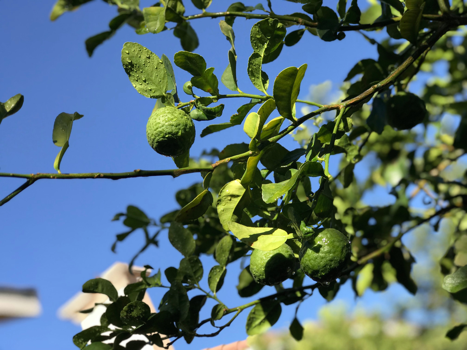 Fresh Handpicked Kaffir Lime Citrus Hyst Thai Gourmet Leaves Organic Double Lobe