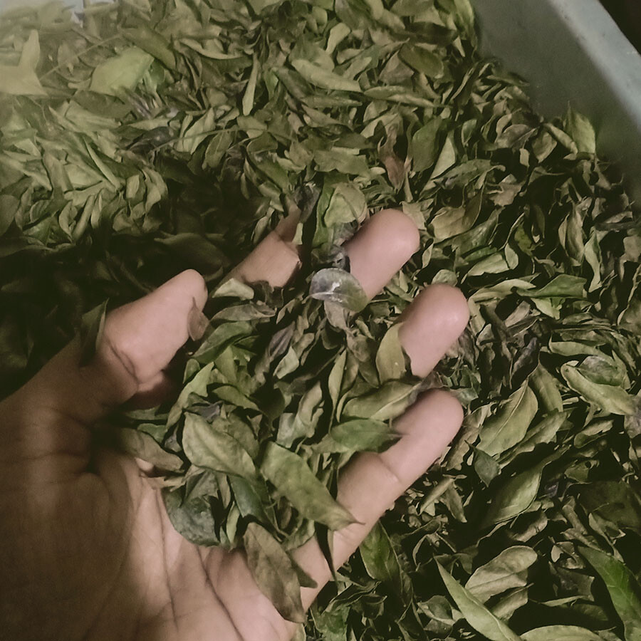 Dried Natural Organic Curry Leaves Powder Leaf Species Herb Tea Premium Quality
