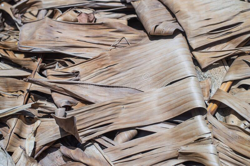 BANANA DRIED LEAVES Organic Ceylon 500pcs