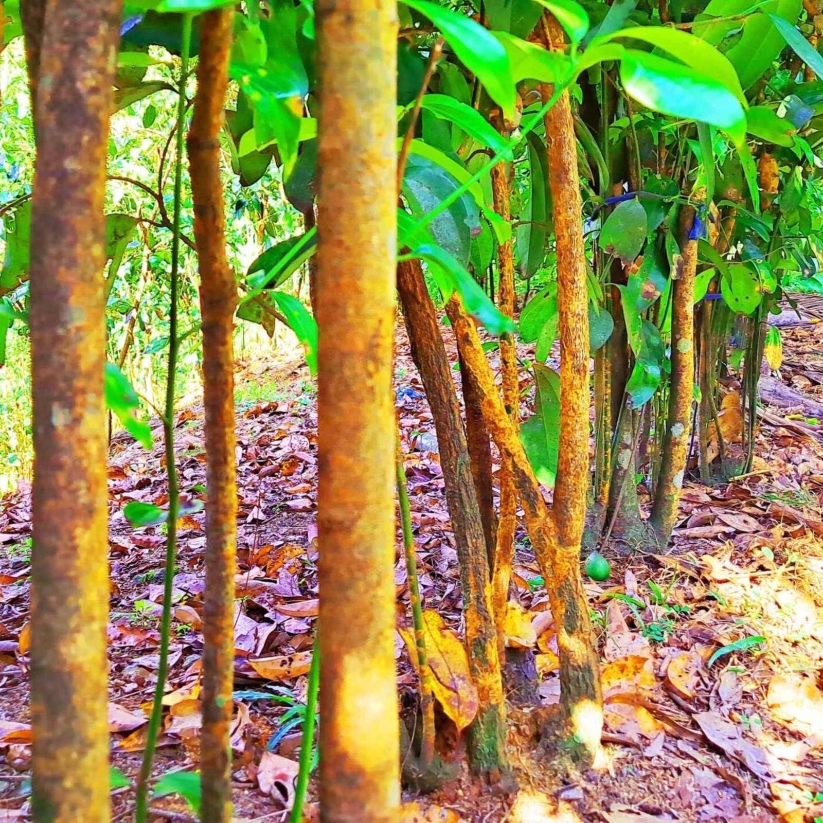 Ceylon True Cinnamon Quills from Sri Lanka Premium Quality | Free Shipping