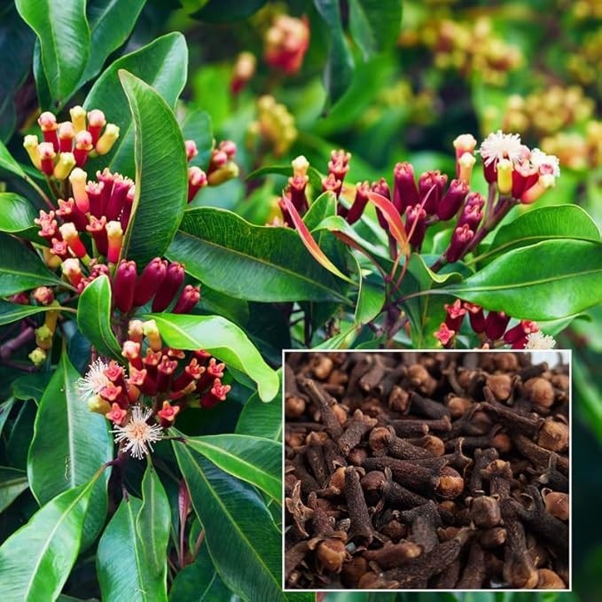 Bague Fresh Raw Organic Whole Cloves laung – 100 Grams