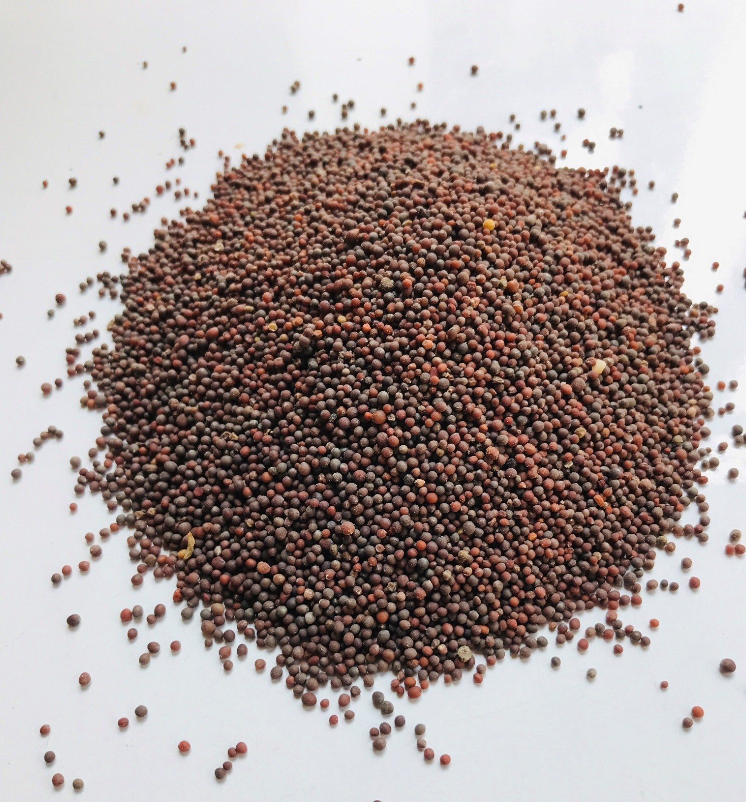 Mustard Black Seeds Dried Whole Organic Pure Natural Ceylon Spices 25g/50g/100g