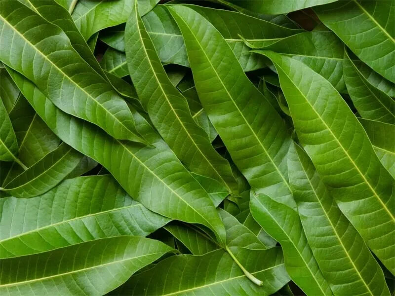 Mango Dried Organic Leaves Natural Pure Slices Quality Sri Lanka (50g )