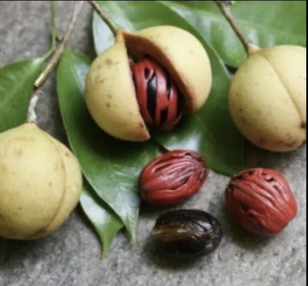 10 Spices Whole Nutmeg In Shell Indonesian Nutmeg Banda Island For Cooking