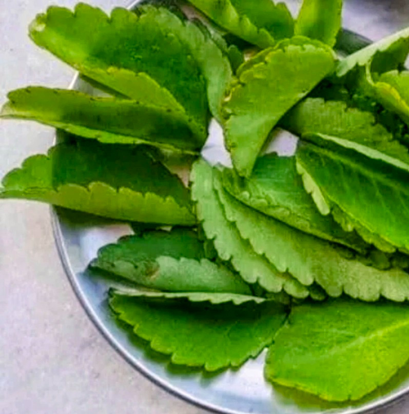 Fresh For Planting Leaves- FLORIDA Miracle Leaf (Bryophyllum pinnatum)