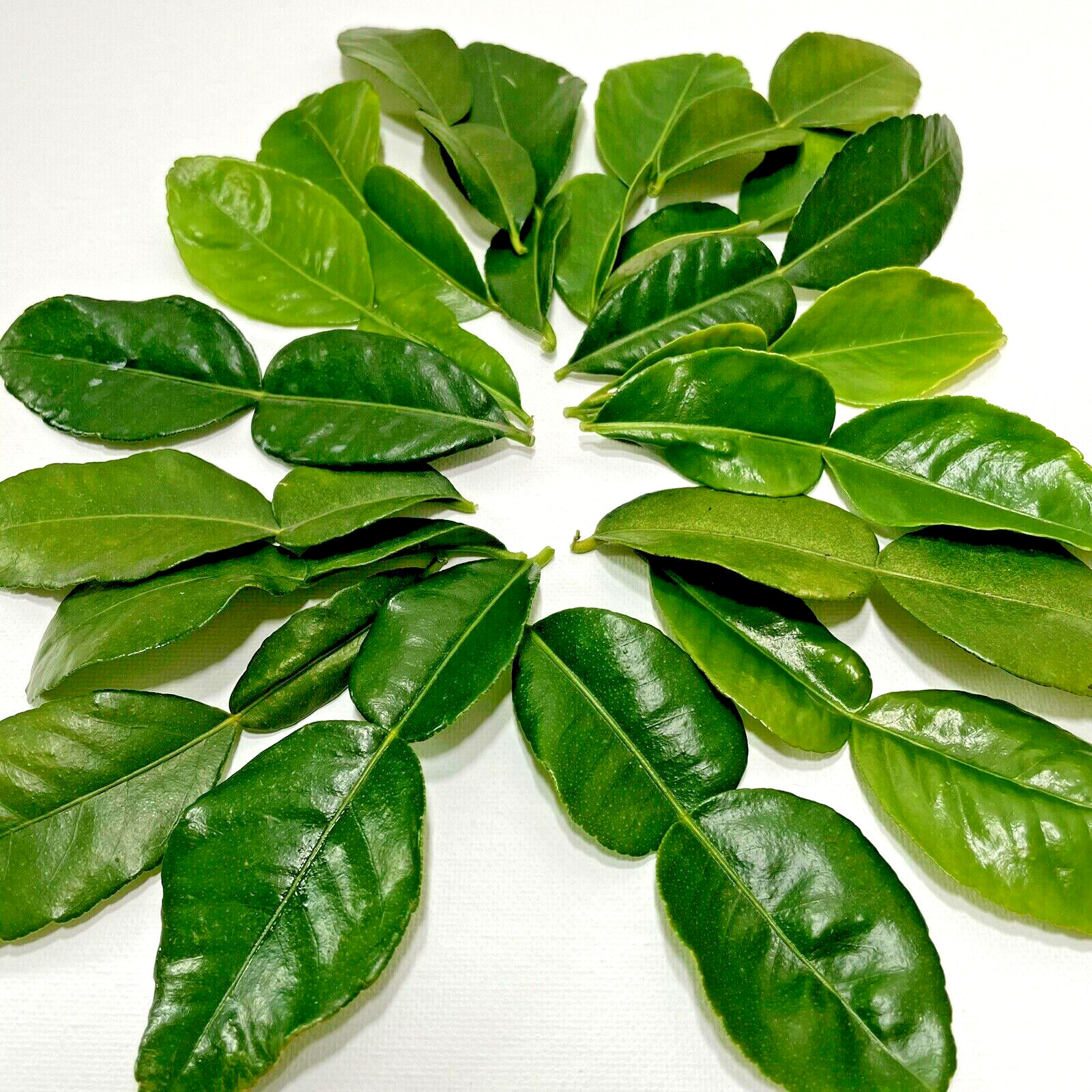 kaffir Organic Lime Leaves 1 Oz Fresh Hand Picked When Order (about 40 leaves )