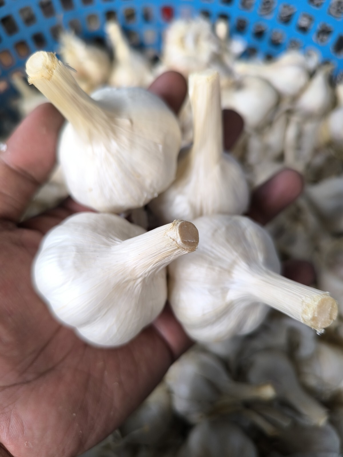 Whole Fresh Garlic Premium Quality. 500 Gram
