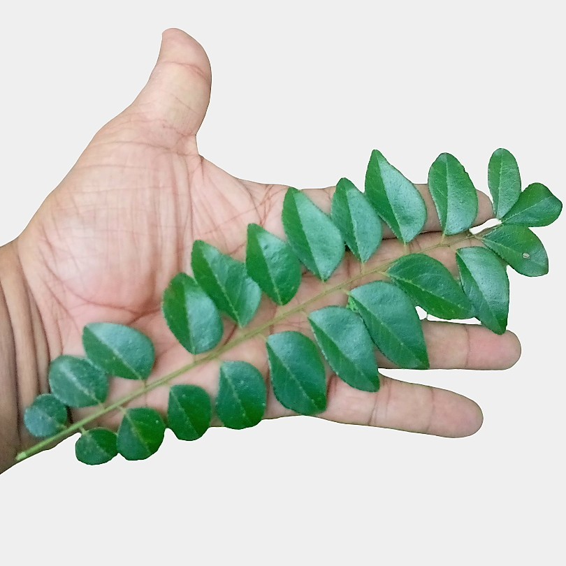 Dried organic Curry Leaves leaf Natural pure Premium quality [20g]