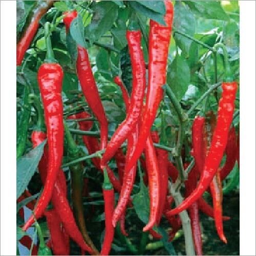 100% Organic Sri Lankan Sun Dried Hot & Spicy RED CHILLI 100g Free Shipping