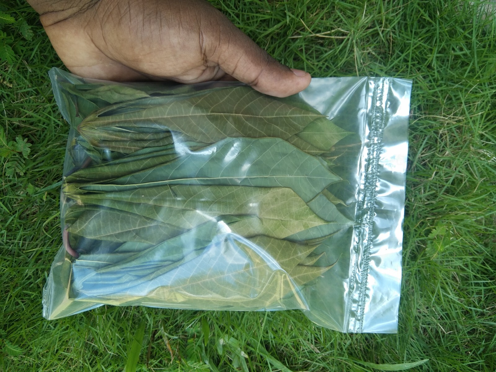Dried Manioc Cassava Leaves Ceylon Organic Pure 100% Natural Herbal Leaf