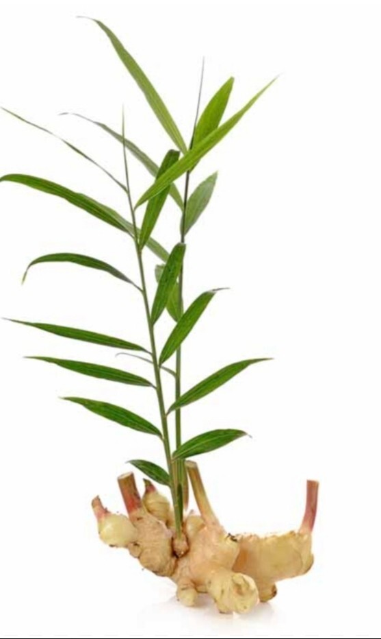 Dried Ginger Root Powder Organic Premium Quality Pure Natural Ceylon Spice