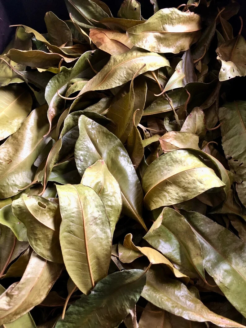 Organic Jamaican Pimento Leaves (2000 Count) Allspice Hand Picked Authentic Jerk