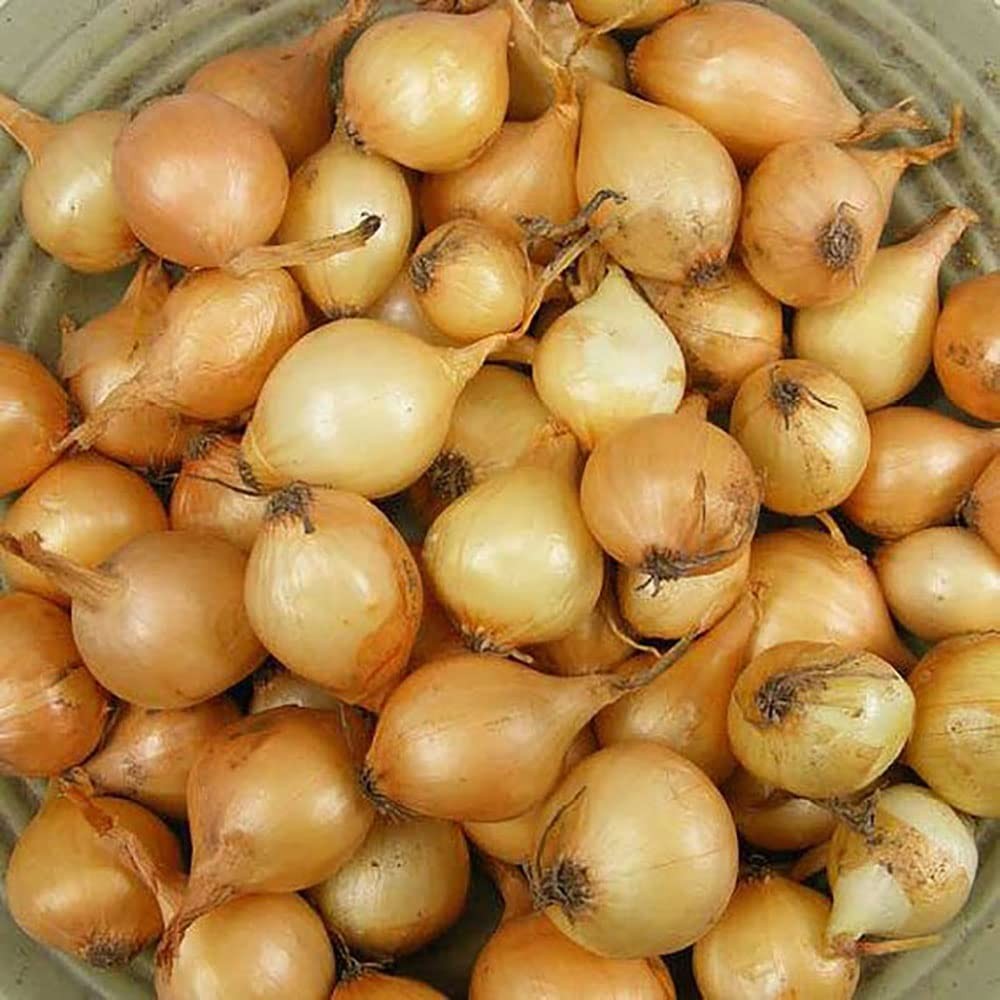 Yellow Onion Starter Kit – 2 lbs for Green Table & Large Dry Onions Growing